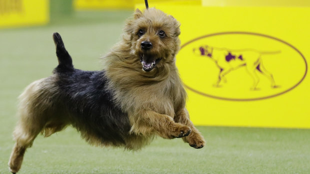 Also ran: Bacon, an Australian terrier, competes with the terrier group, but didn't win.