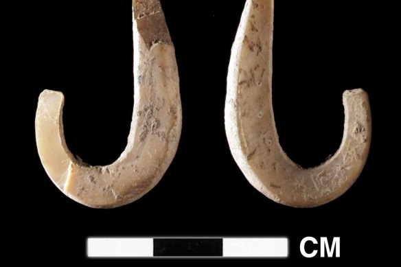 Shell fish hook recovered from the site of Lene Hara cave in Timor dating to 11,000 years ago.
