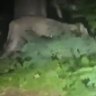 Residents told to stay indoors with a lioness on the loose in Berlin