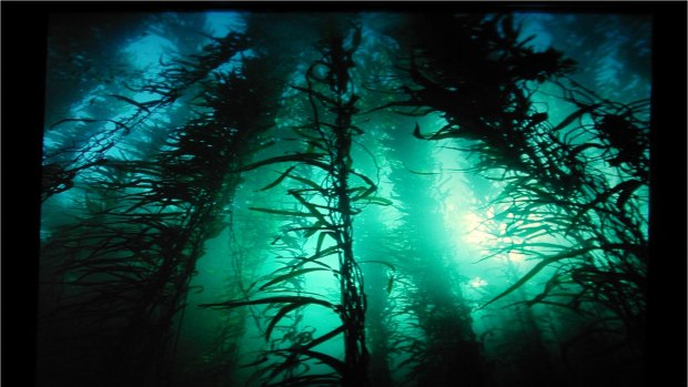 The ocean around Tasmania used to be renowned for forests of giant kelp, with strands measuring 12 metres, but most of it has died off as the waters have warmed.