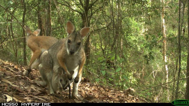 A black-striped Wallaby and joey caught on camera as part of a post-fire monitoring program by Southern Cross University with support from the National Parks and Wildlife Service and the Environmental Trust.