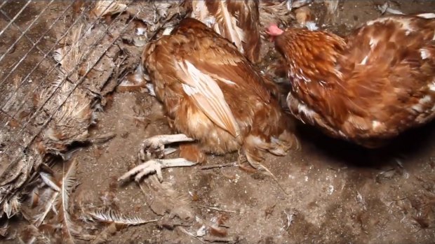 Sick hens inside the Lakesland egg farm. 