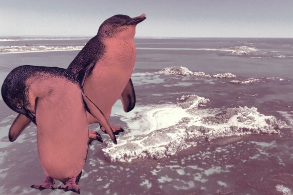 There are just 114 penguins left in the colony. 
