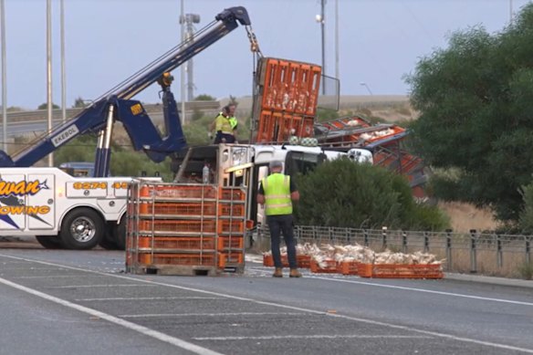 The chickens being removed from the highway. 