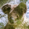 ‘This activity is a real threat’: MPs piling on pressure over state’s koala park promise