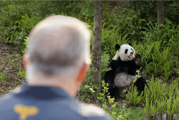 Anthony Albanese and Fu Ni the giant panda.