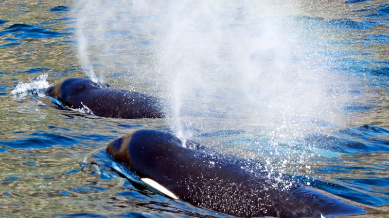 Two killer whales are hunting down great white sharks, Hannibal Lecter style