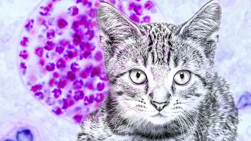 1 in 3 people catch a cat-linked brain parasite. This trick stops it