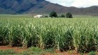 Sugar cane is a source of green energy with the crop being primary feedstock for ethanol.