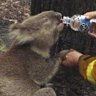In this iconic image from the Black Saturday bushfires in 2009, firefighter David Tree shares his water with an injured koala rescued from the scene, later nicknamed Sam.