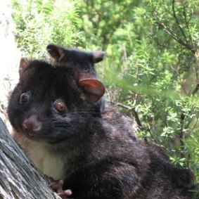 The Western ring-tailed possum has just had its status upgraded to critically endangered. 
