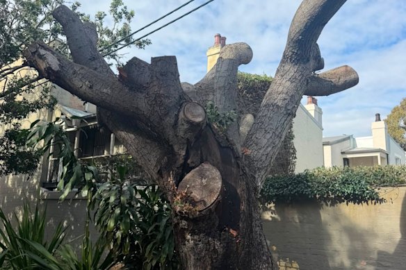 The stump of the tree that stood outside Melissa Hoyer’s house