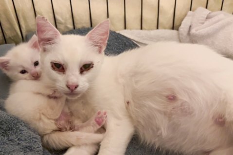 Emi, who was pregnant and flu-ridden, was part of a colony of 28 cats rescued in Collingwood.