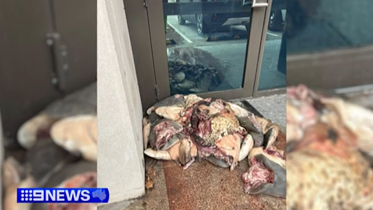 Shark heads dumped at the electoral office.