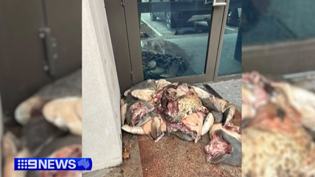 Shark heads dumped at the electoral office.
