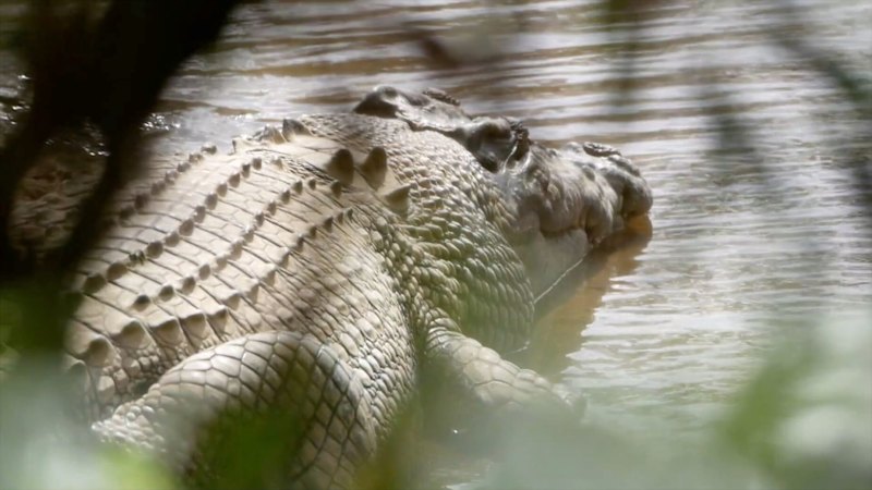 Traditional owner accuses minister of lying during croc removal saga