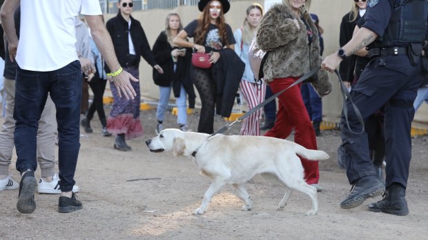 A police sniffer dog checks revellers at this year's Splendour in the Grass festival.