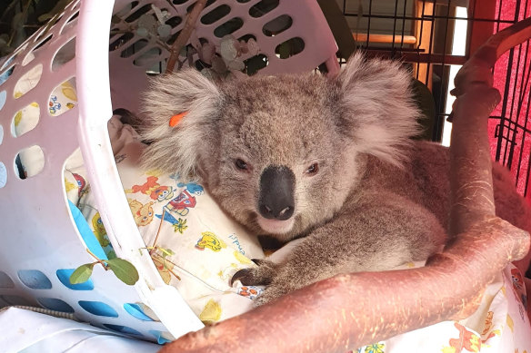 Ella the koala has been in WIRES care six times in the past year.