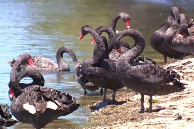 It’s resulted in a race to protect the nation’s wildlife with Aussie animal icons now at risk from the global threat.