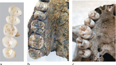 The teeth and partial jaw fragments of Homo luzonensis dated to at least 50,000 years old.