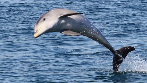 Burrunan dolphins in the Gippsland Lakes have recorded some of the highest mercury levels in the world.