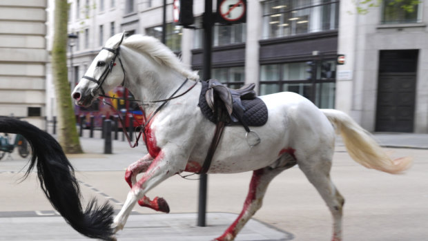 Blood-covered horses run loose through central London