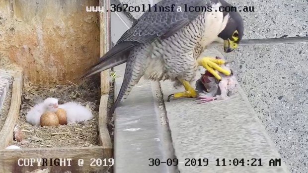 A female peregrine falcon brings back a fresh kill for her hatchlings in their nest at 367 Collins Street, Melbourne