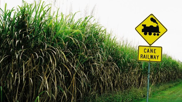 A cane farm in Queensland, where several factors have led to what some say is the worst season for years.