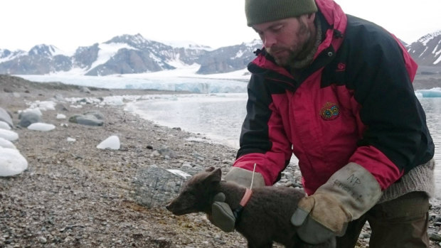 A polar fox is fitted with a satellite tracking collar in Krossfjorden, Svalbard, a Norwegian Arctic archipelago as part of research conducted by the Norwegian Polar Institute. 