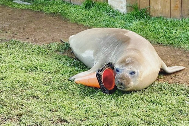 Neil is a southern elephant seal, an endangered species.
