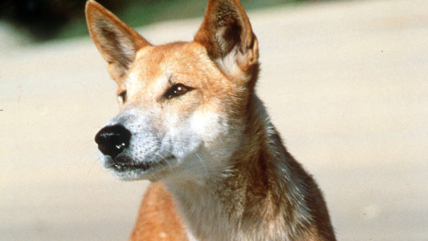 A dingo surveys the beach on Fraser Island.