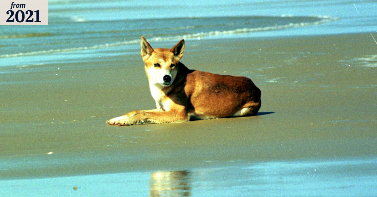 Fraser Island dingo attack: Child bitten at Orchid Beach