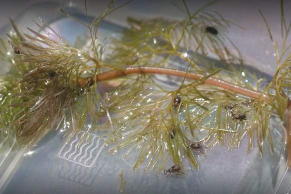 Ay, cabomba: The weevils are smaller than a grain of rice, but it’s hoped they’ll have a big impact on the invasive weed.