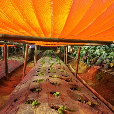 The LLEAF technology, shown here in product trials in West Java, Indonesia, works to help farmers increase their crop yield by increasing the amount of light the plants receive.