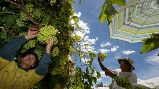 School graduates could take the work left behind by backpackers in agriculture and horticulture.