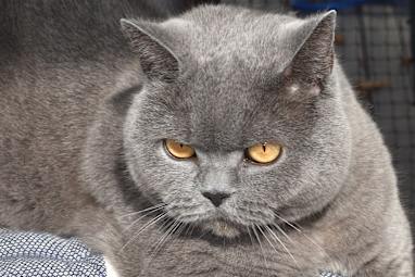 Obi was the next door neighbour’s cat until they got a dog and he made Kylie’s place his home.