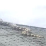 ‘It’s moving and it’s huge!’: 5.5m-long snake on US roof horrifies neighbours