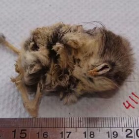 A mummified mouse, retrieved from the summit of a South American volcano.