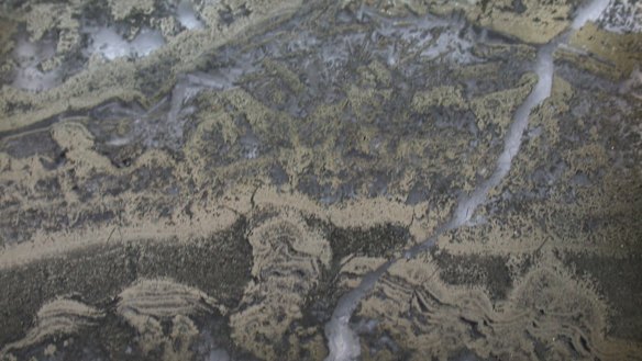 A UNSW research team has found the billion-year-old remains of microscopic organisms in rock samples from WA's Pilbara region.