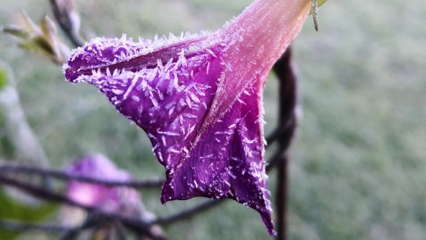 Frost forms on a flower at Stanthorpe as Queensland’s south-east is plunged into a May cold snap.