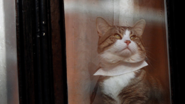 A cat, believed to be Julian Assange's, looks out of a window at the Ecuadorian embassy in London last year.
