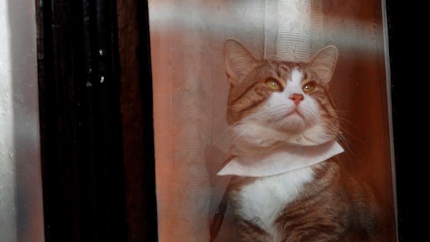 A cat, believed to be Julian Assange's, looks out of a window at the Ecuadorian embassy in London last year.