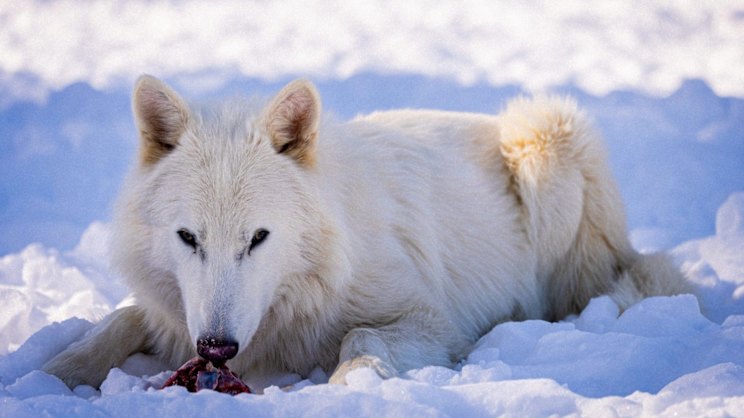 Game of Thrones wolves were brought back from extinction. They’re now ready to breed