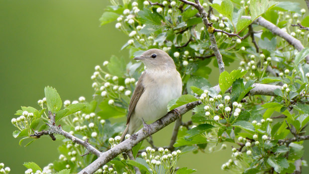 New research has found garden warblers will risk death just for a good nap.