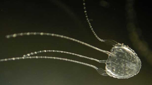 The Irukandji jellyfish sting causes sweating, anxiety, nausea, vomiting, headaches and palpitations, and has also been known to cause cardiac failure.