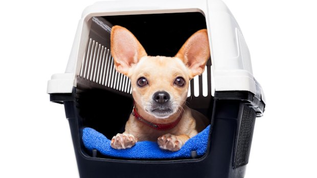 Can I deduct my dog? The 10 wildest tax questions we’ve heard
