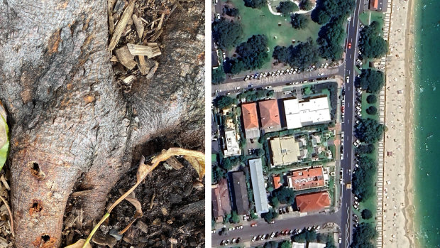Historic fig trees vandalised in Mosman