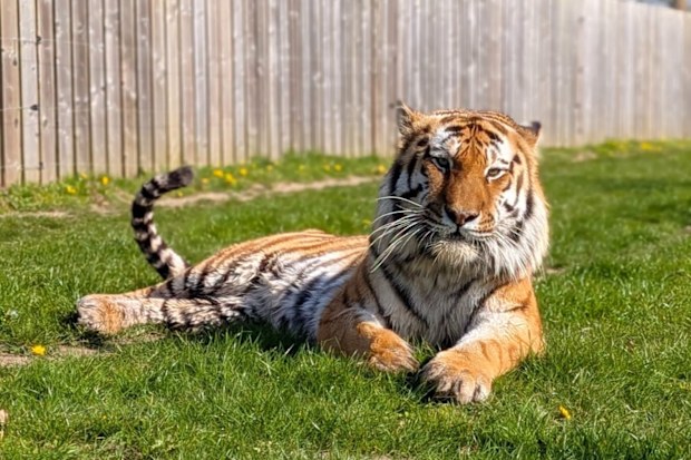 UK news: Family pays tribute to 'bright, warm, engaging' man, William  Chapman, killed in tiger attack at Yorkshire Wildlife Park | Nine.com.au