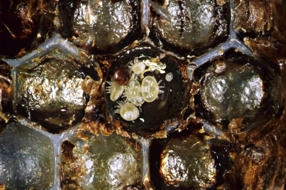 A varroa mite mother and its offspring inside a bee colony. 