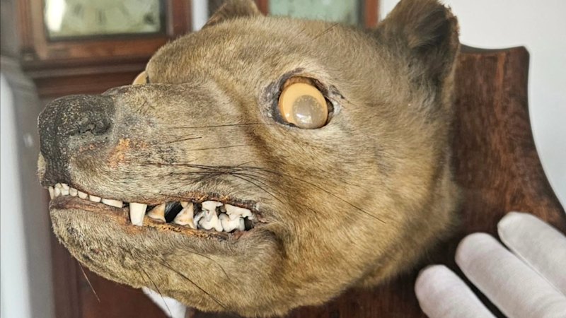Googly-eyed “stuffed fox” identified as a Tasmanian tiger sells for nearly $120,000